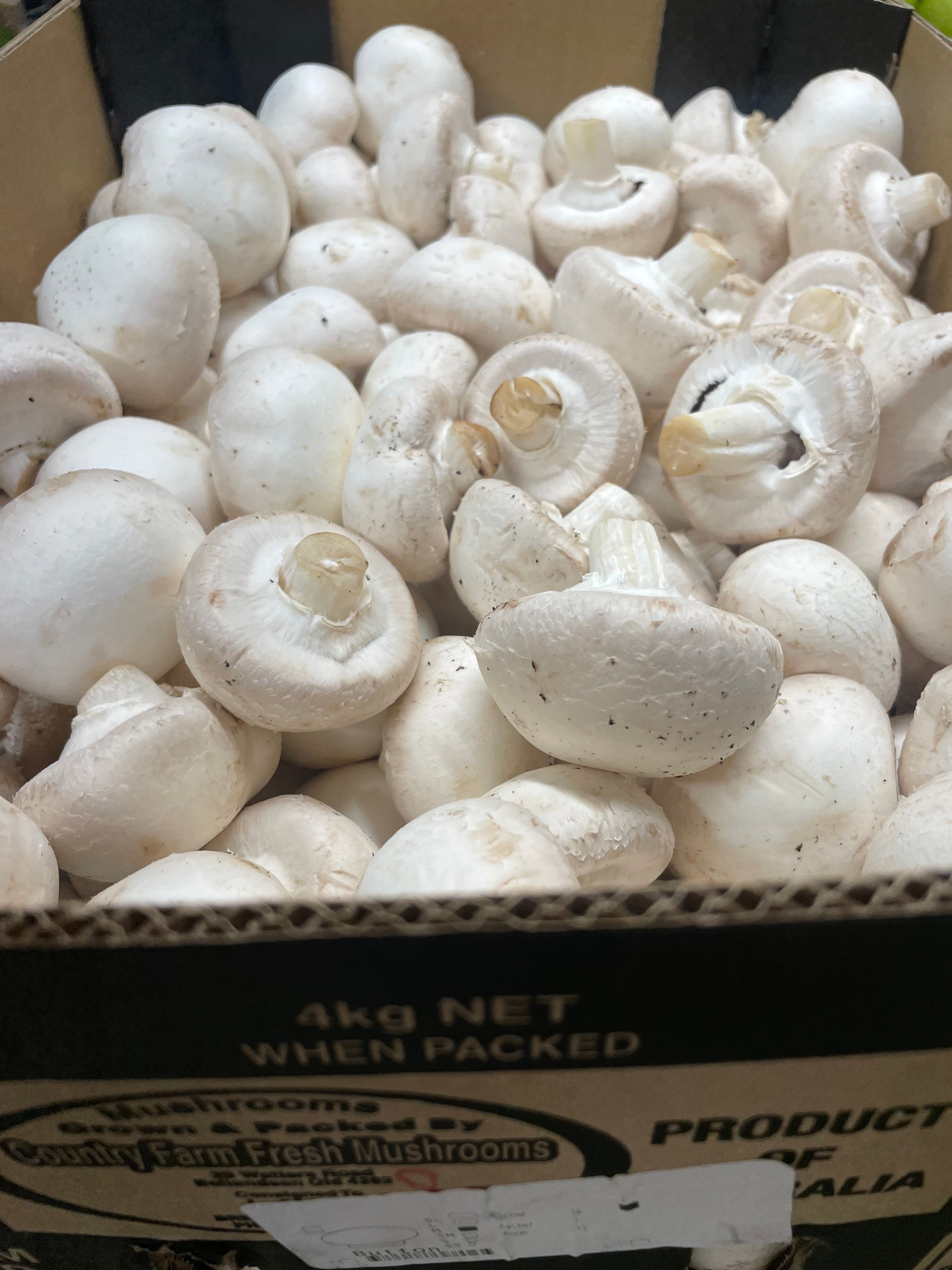 Wholesale Button Mushrooms - Box