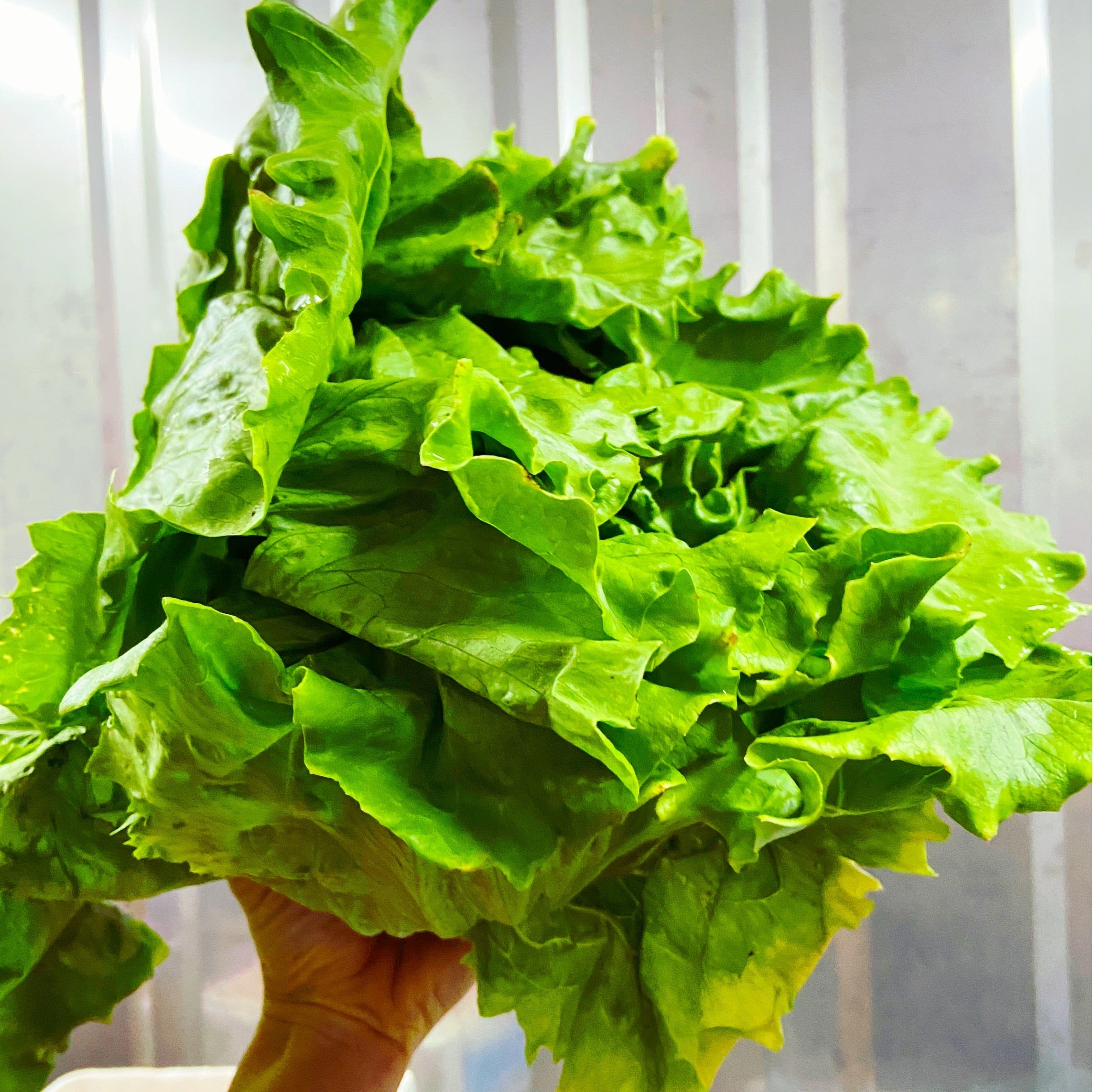 Iceburg Lettuce - The Farm Shop Toowoomba