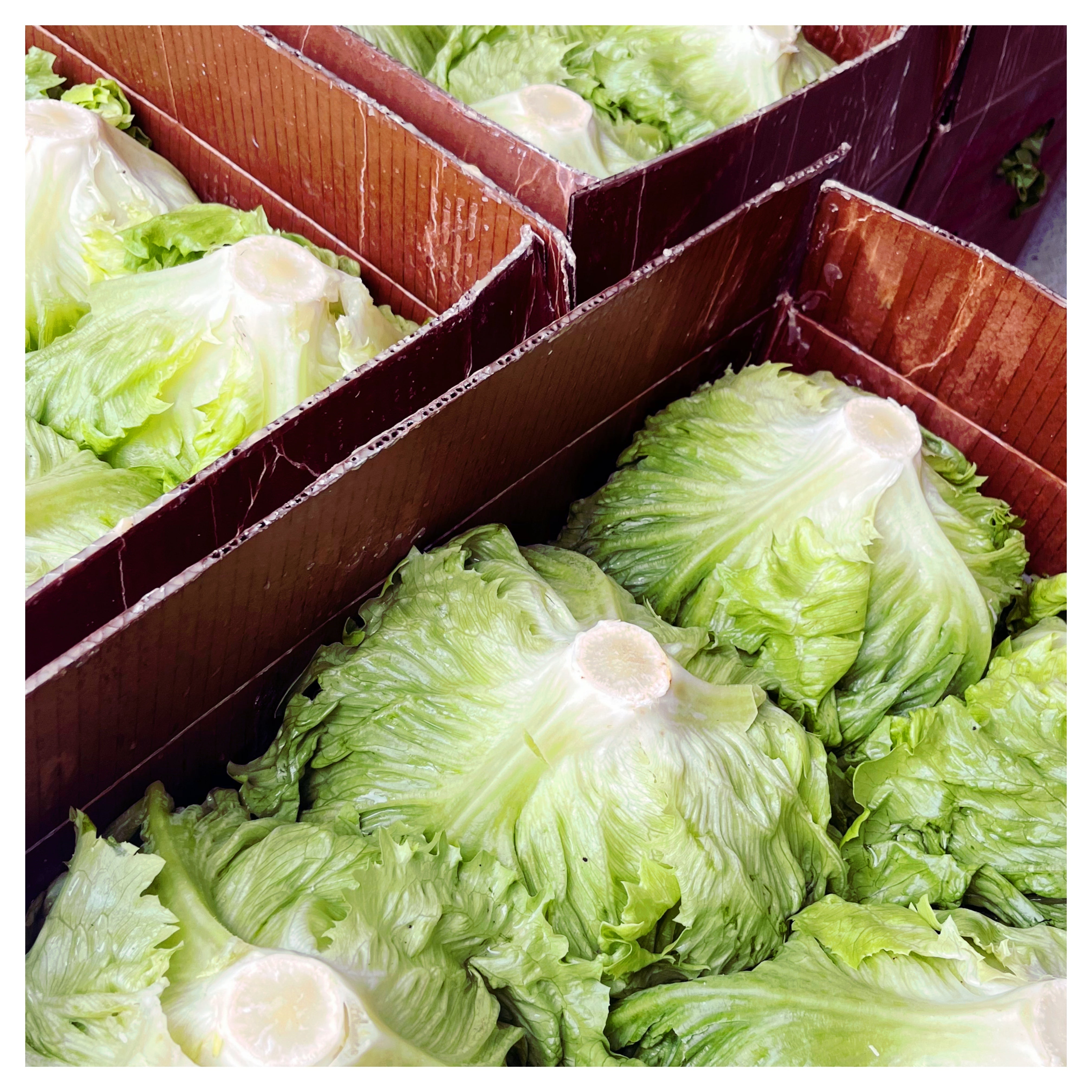Wholesale Iceberg Lettuce BOX - 1 BOX