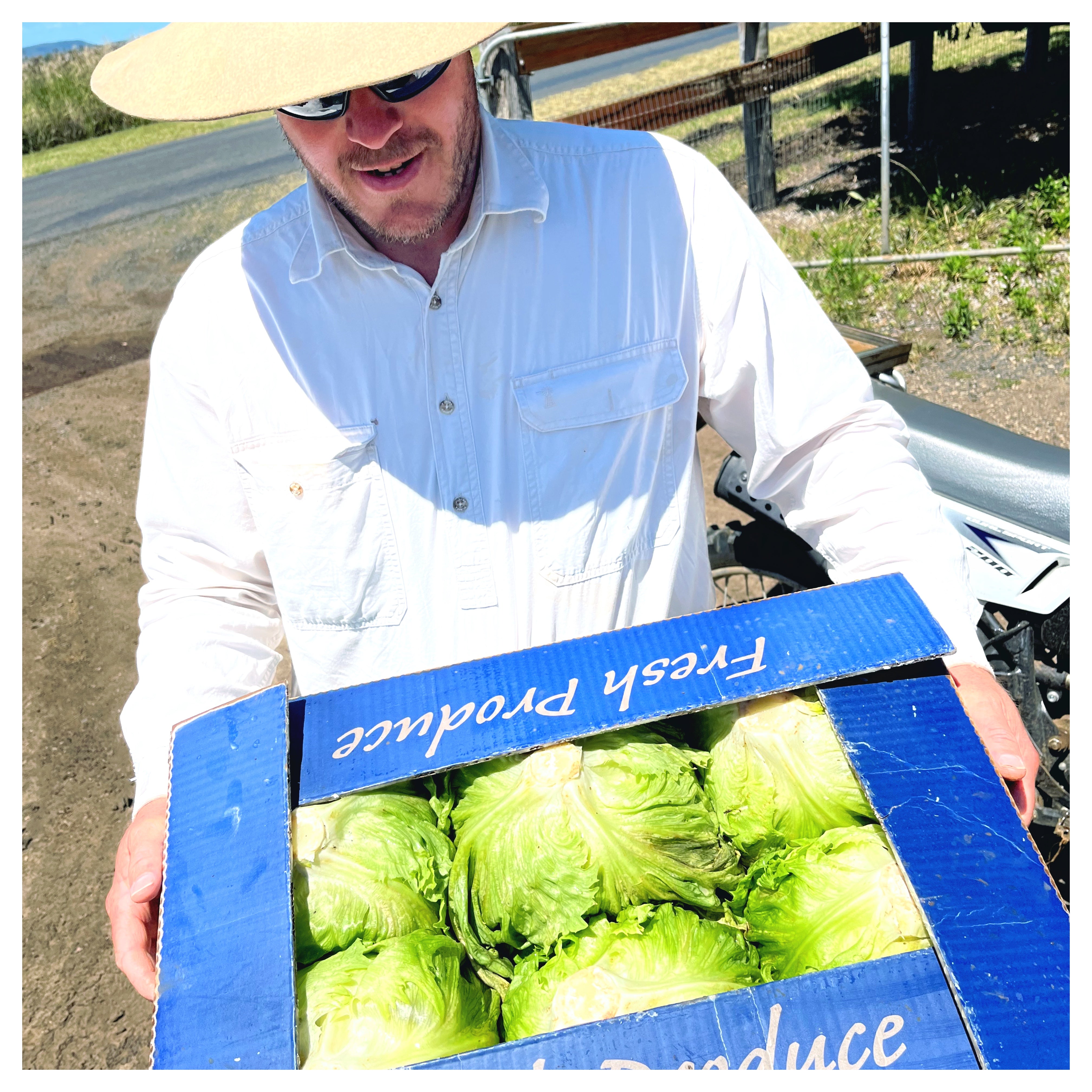 Wholesale Iceberg Lettuce BOX - 1 BOX