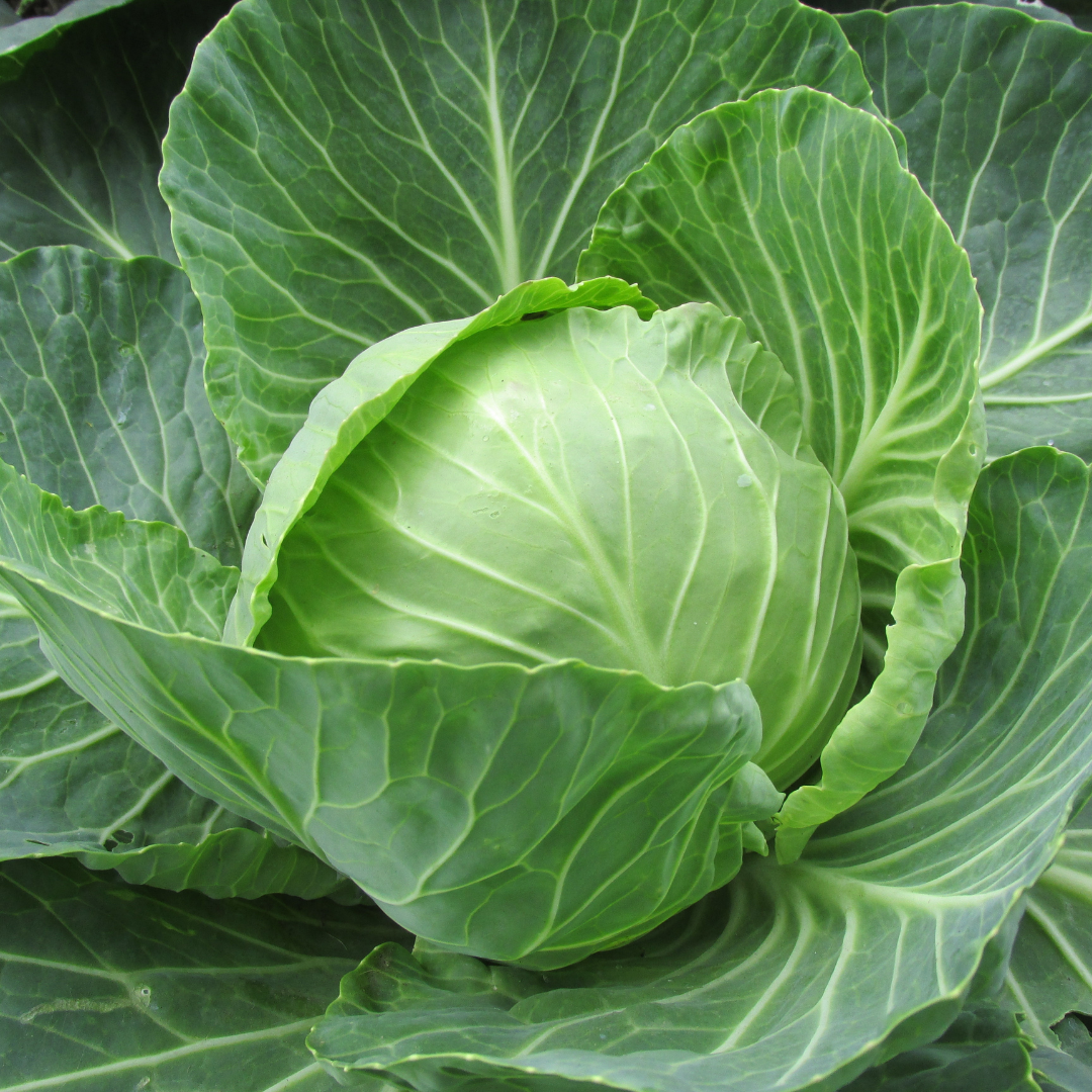 Drumhead Cabbage