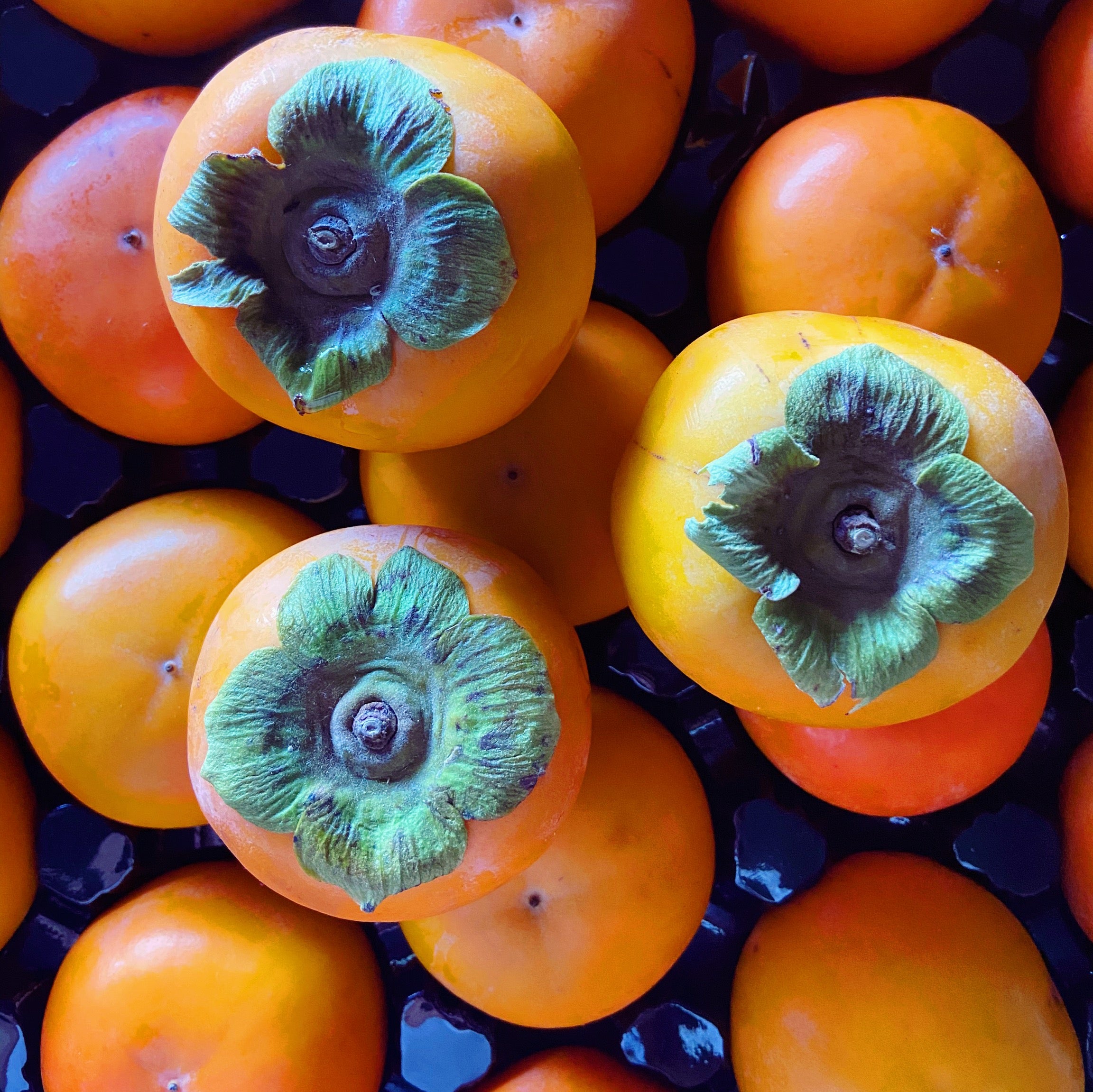 Persimmon - The Farm Shop Toowoomba