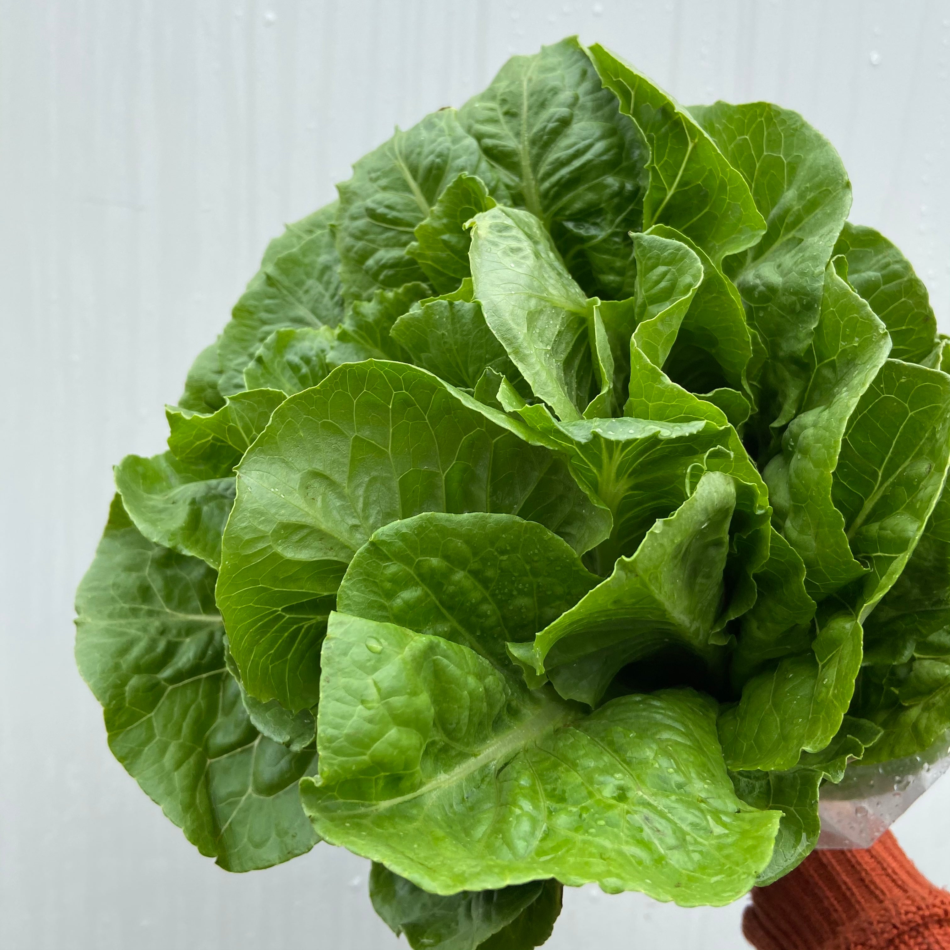 Cos lettuce