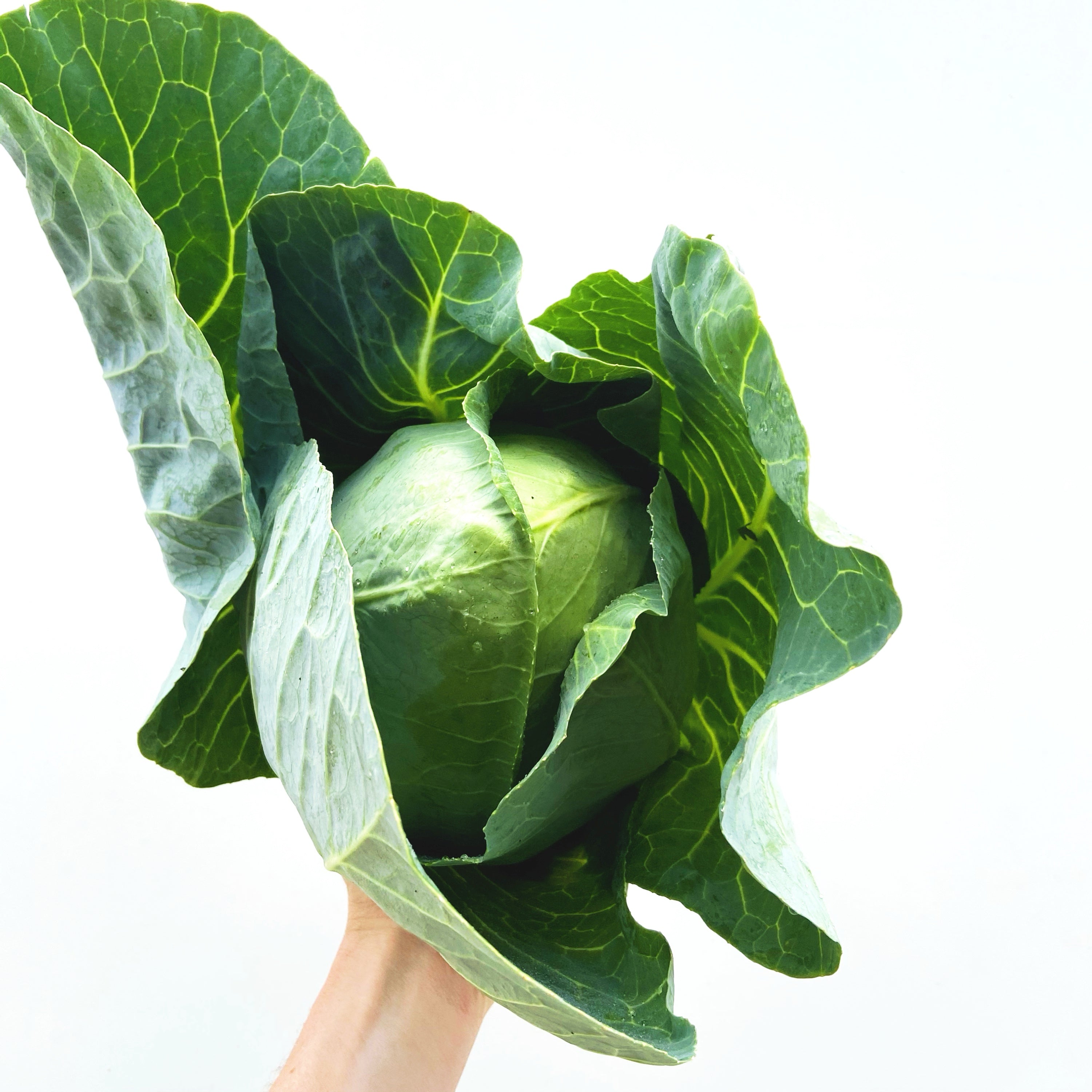 Sugarloaf Cabbage