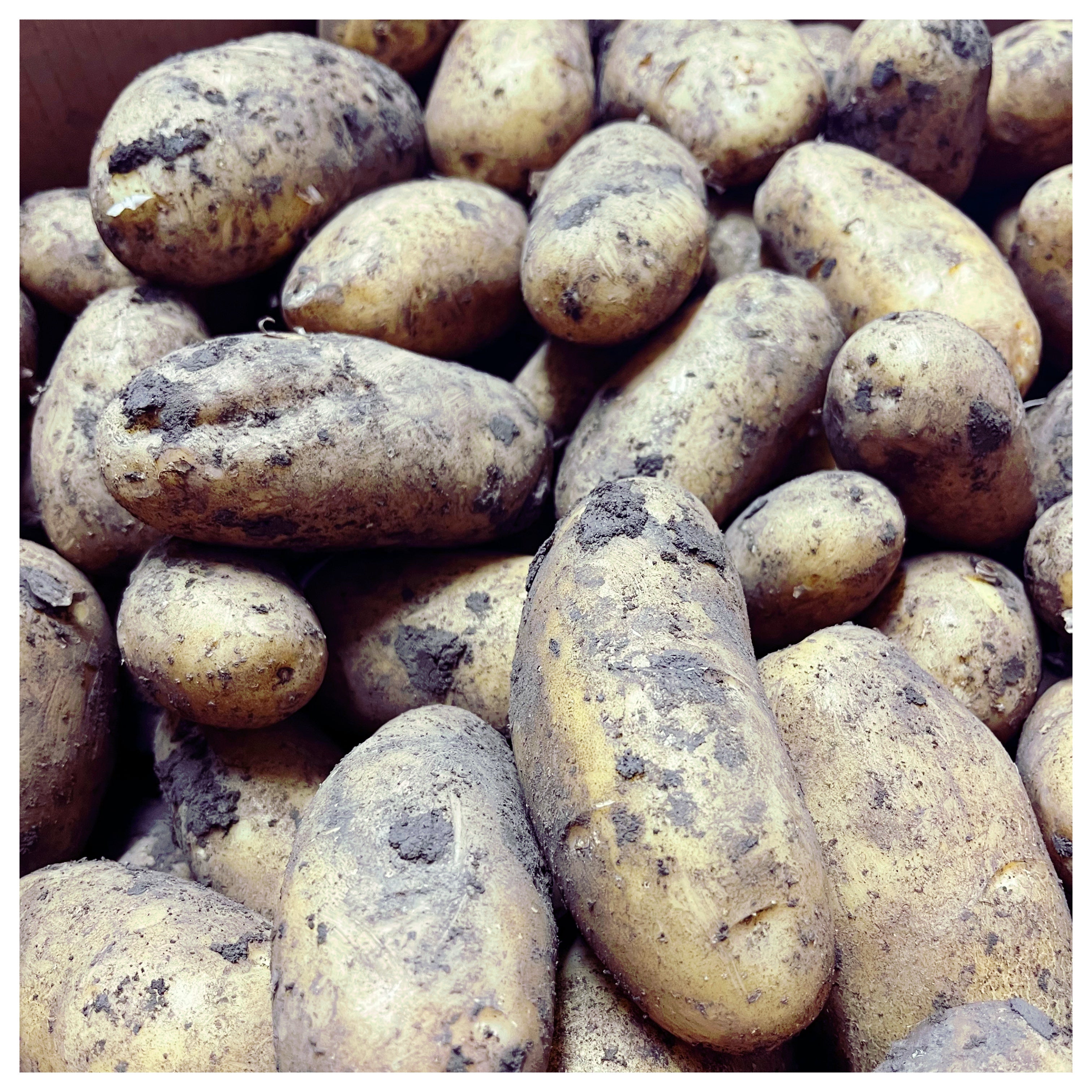 Potatoes - Organic Dutch Creams - 1 Kg