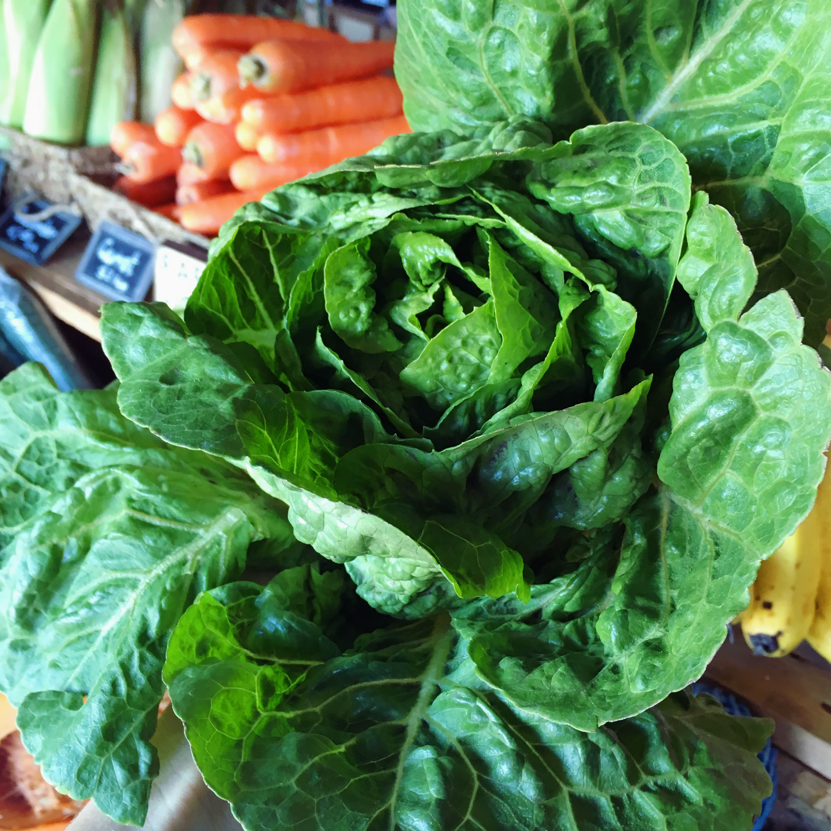 Mini Cos Lettuce - 2 pack - The Farm Shop Toowoomba