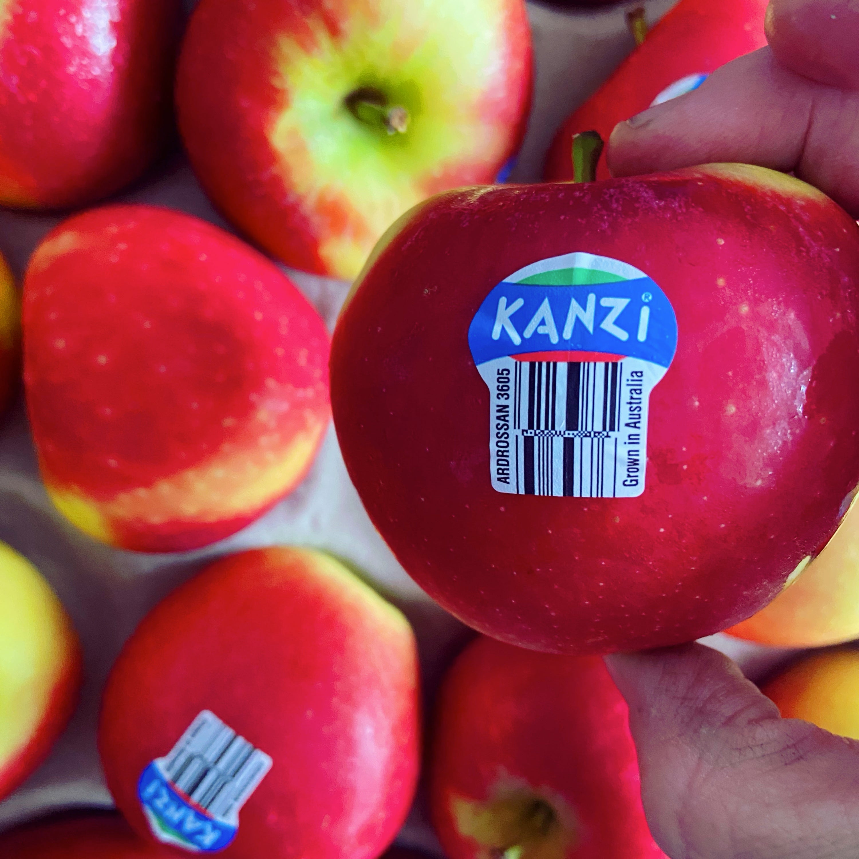 Apples - Kanzi - Each