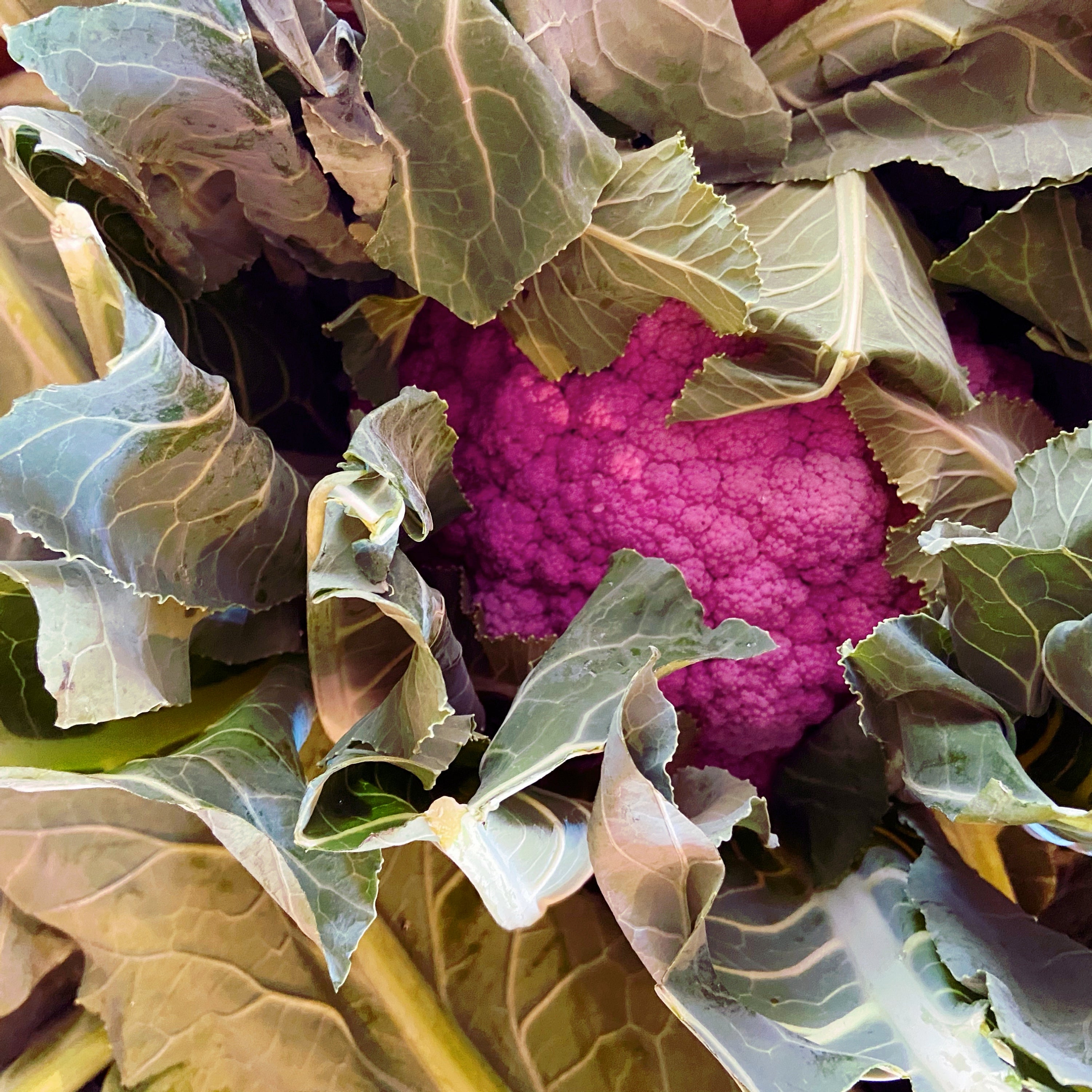 Purple Cauliflower