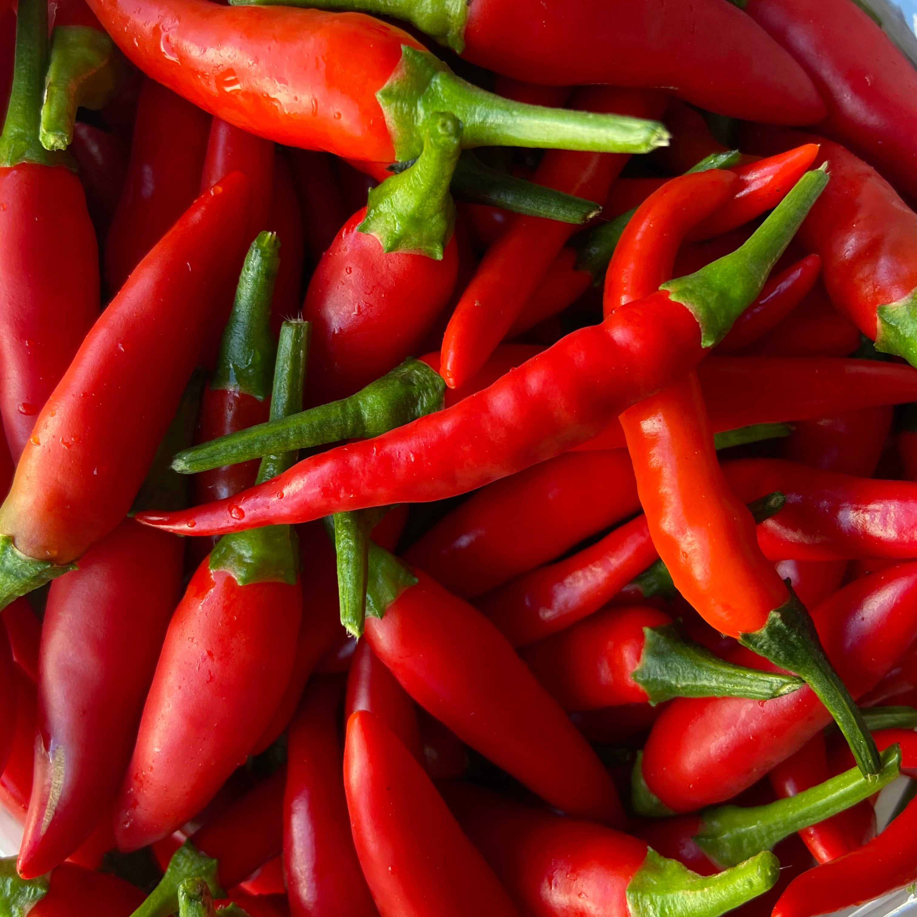 Wholesale Birds Eye chillies - Box
