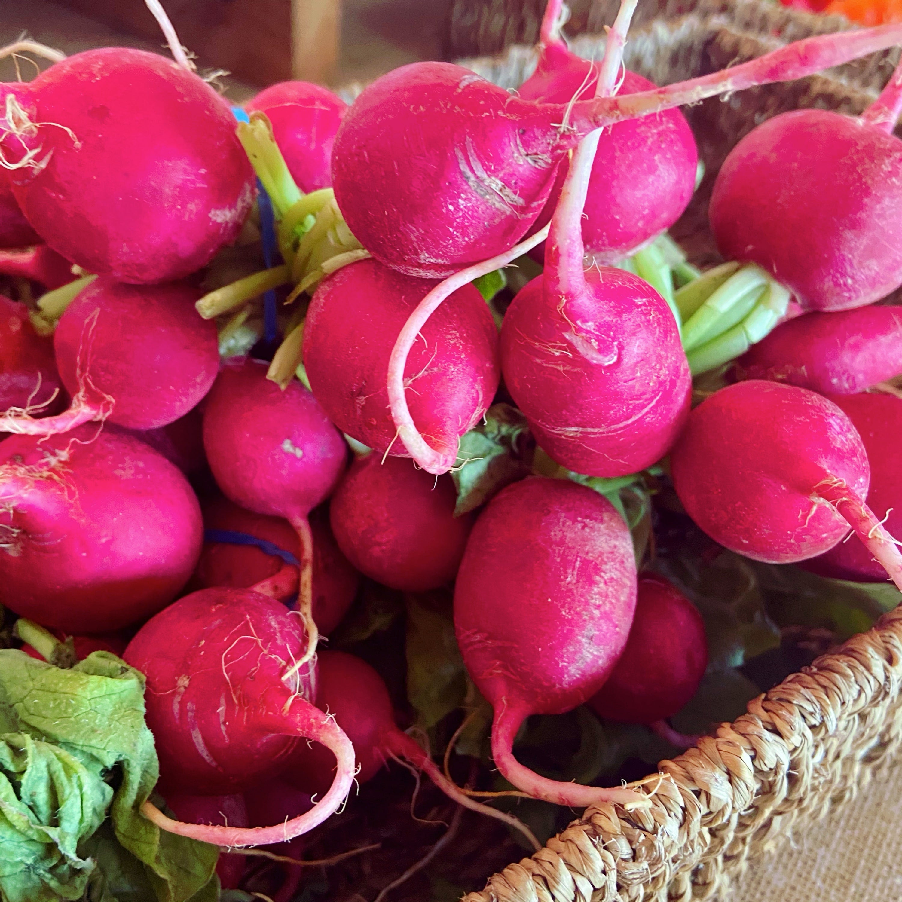 Radish bunch