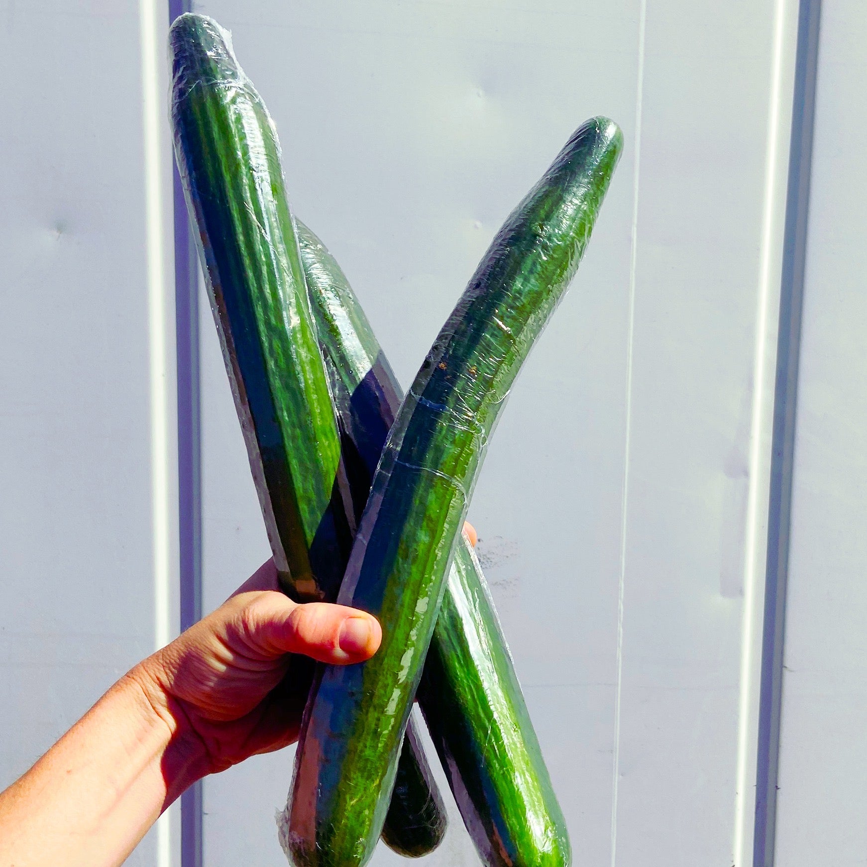 Continental Cucumber - The Farm Shop Toowoomba