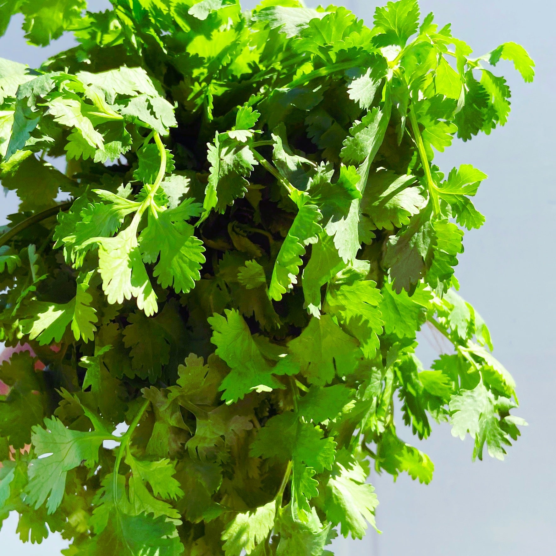 Coriander - The Farm Shop Toowoomba