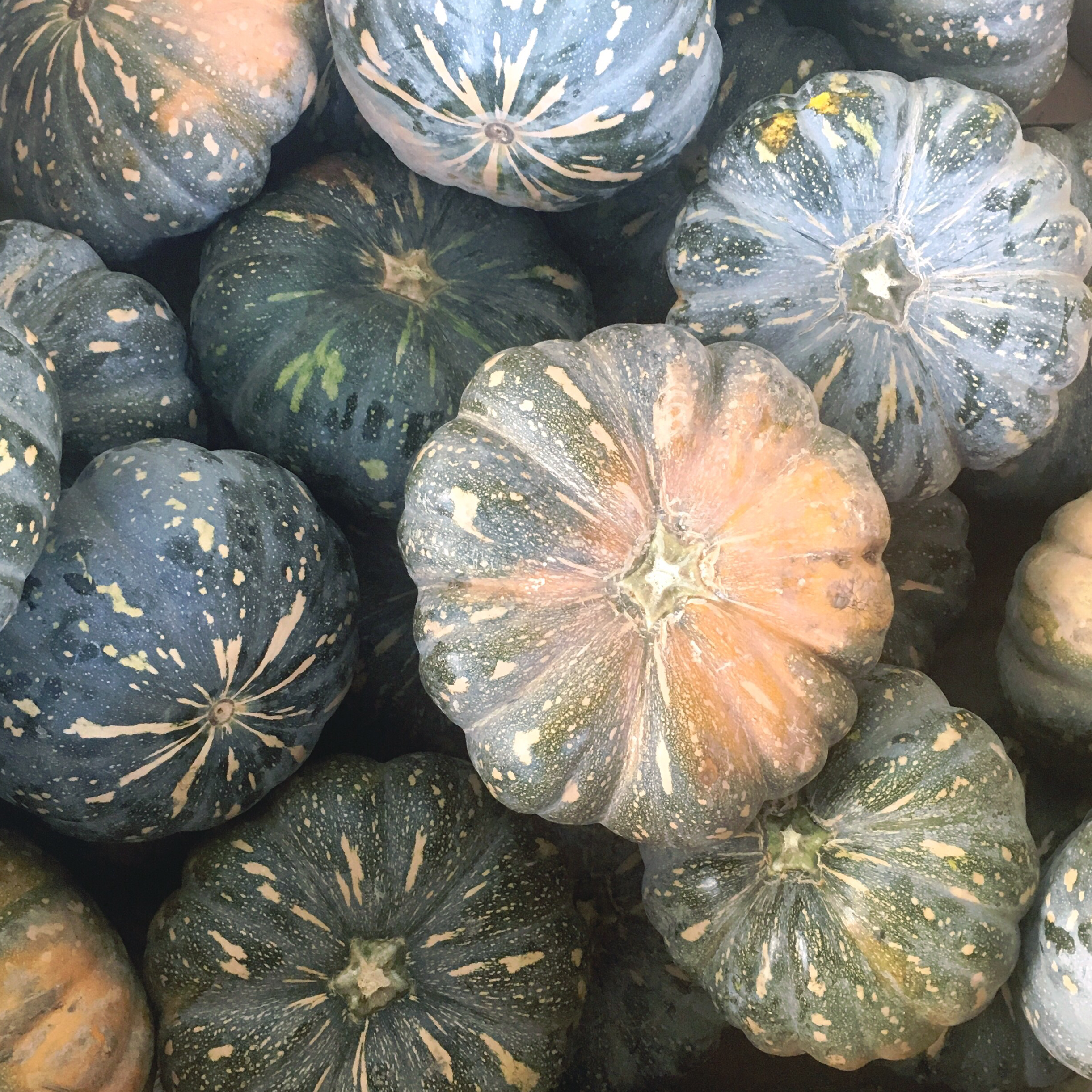 Pumpkin - Jap - The Farm Shop Toowoomba