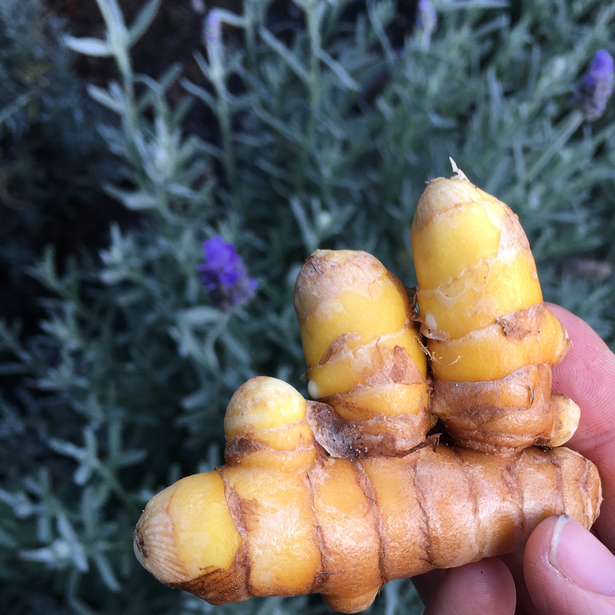 Turmeric - The Farm Shop Toowoomba