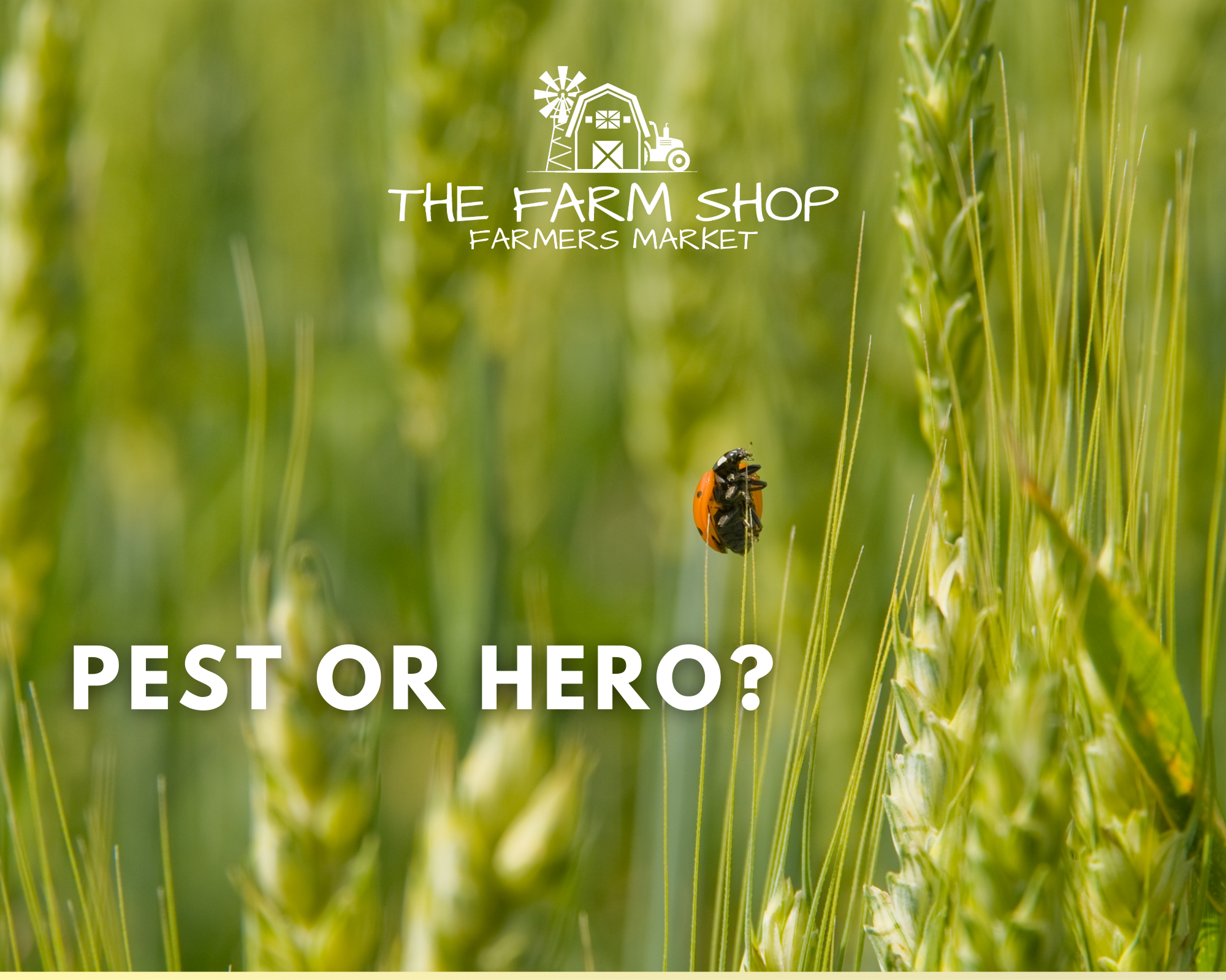 The Hidden Truth Behind “Spray-Free” Produce — And What We’re Doing Differently 🐞