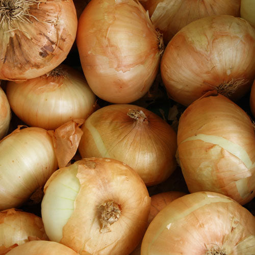 Wholesale Brown Onions - Bag 20kg