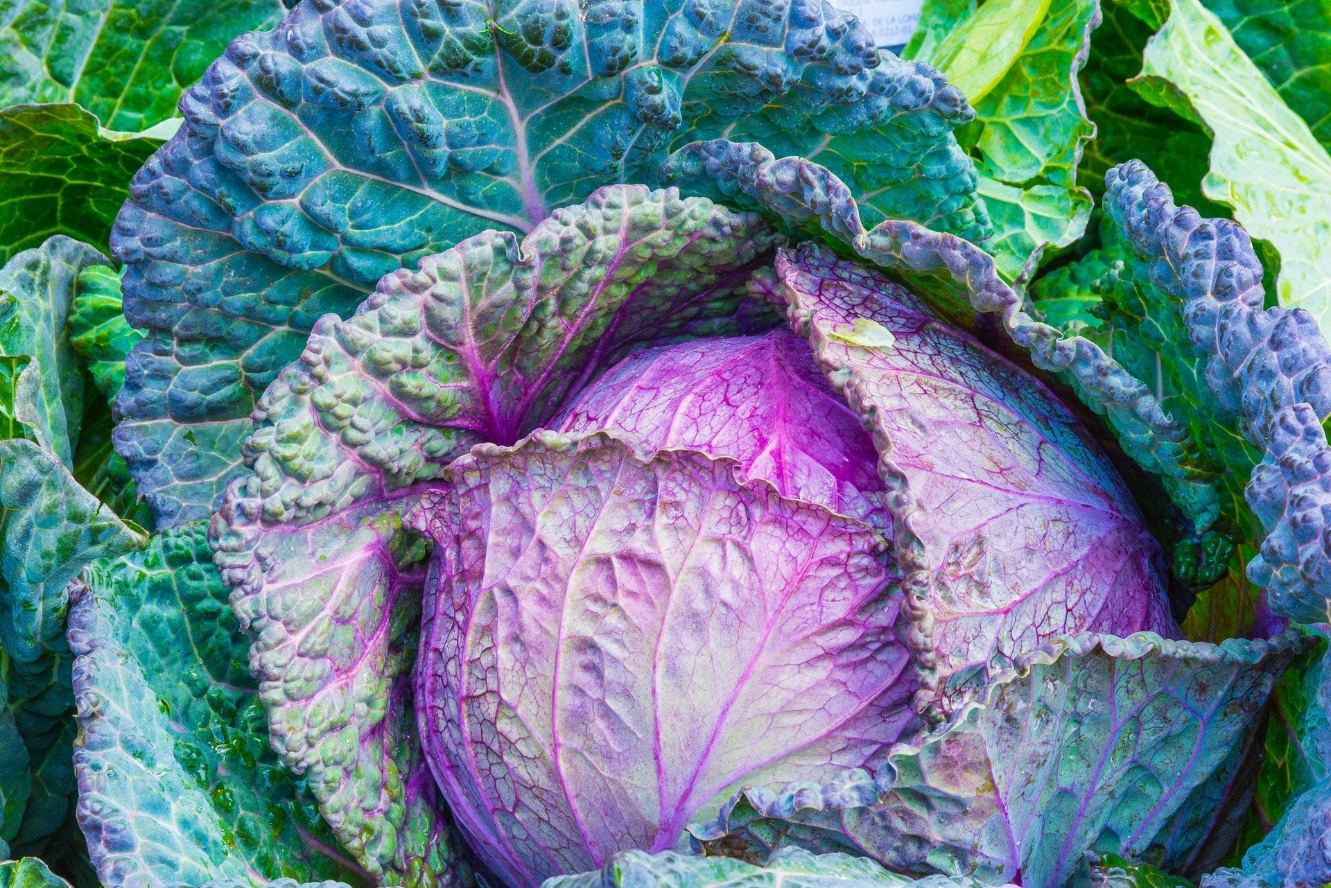 Wholesale Red Cabbage - Box