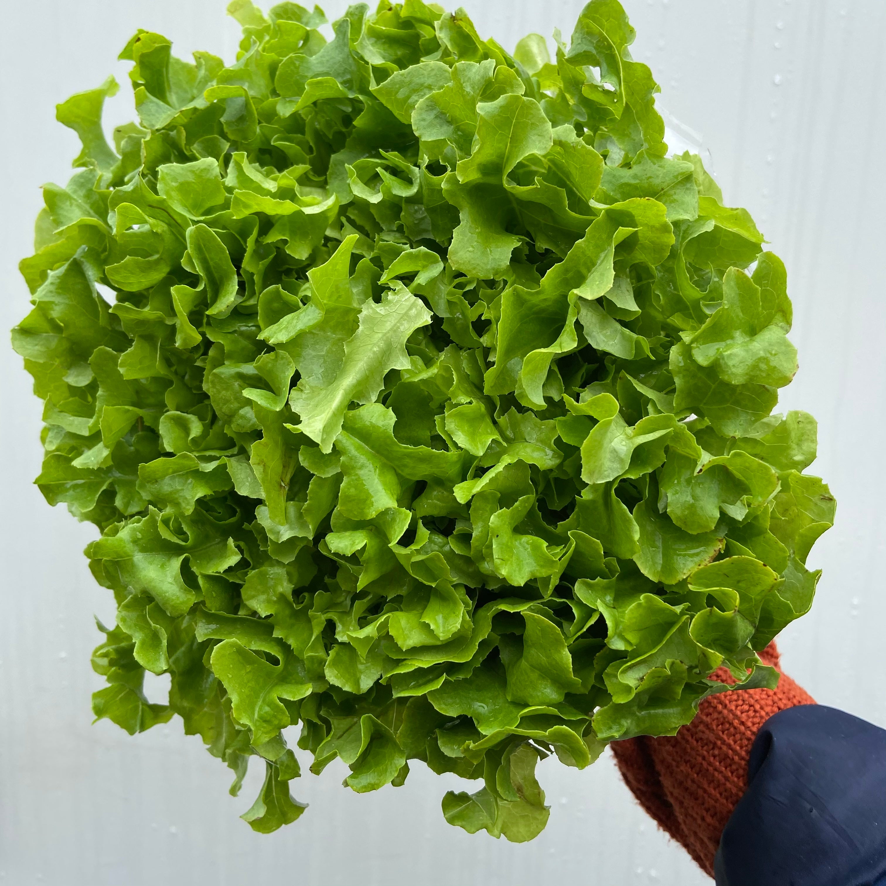 Green Oak lettuce