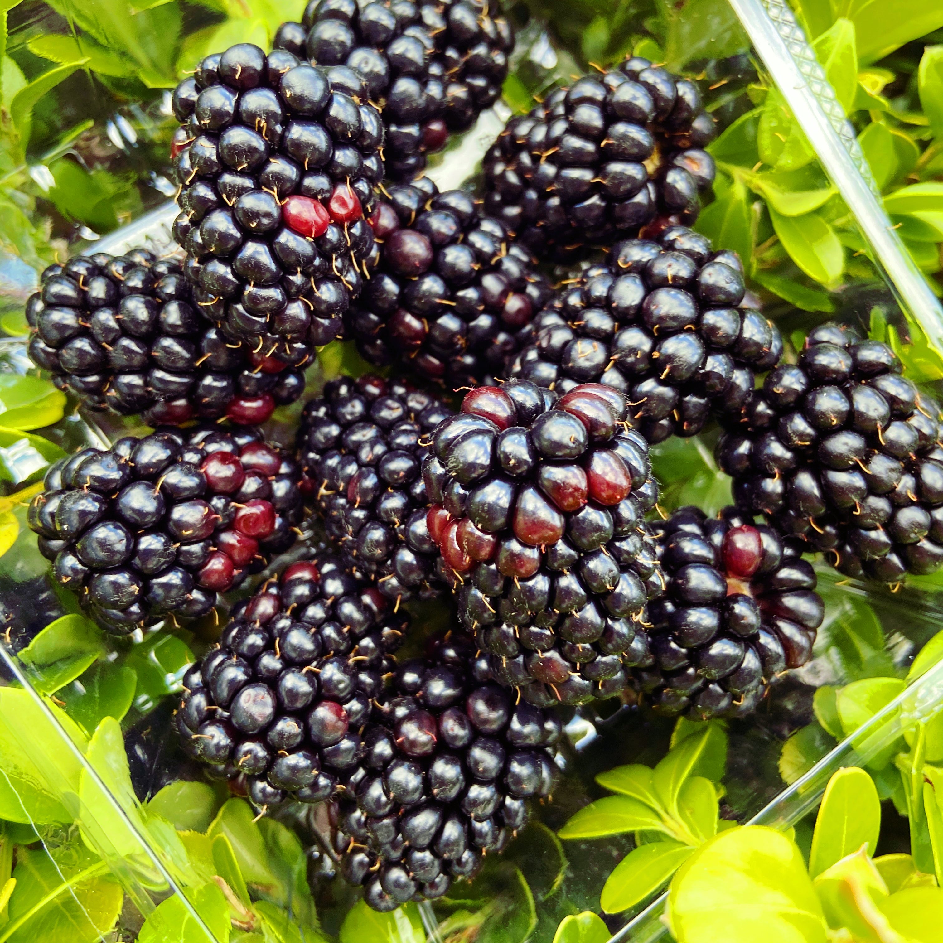 Blackberries - 125 gram Punnet
