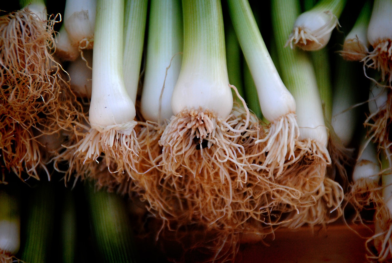 Spring Onions - The Farm Shop Toowoomba